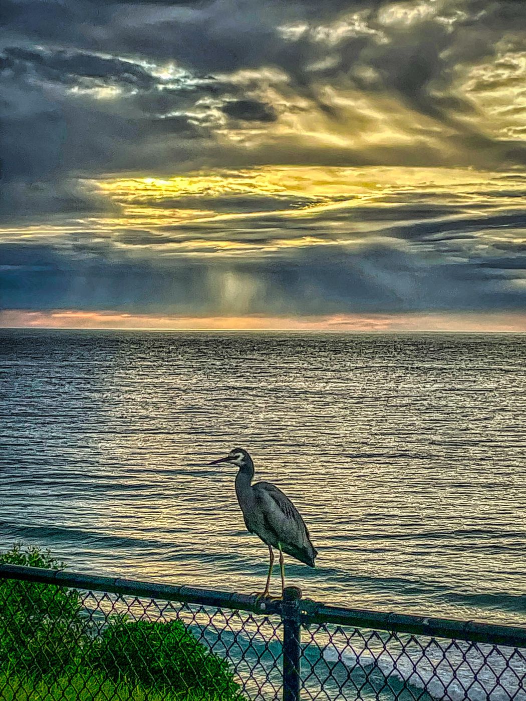 Heron Sunrise, Warriewood Headland sunrise, Sydney, Australia