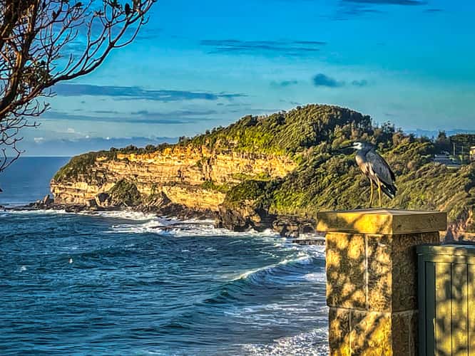 Heron taking in the view Warriewood, Sydney, New South Wales