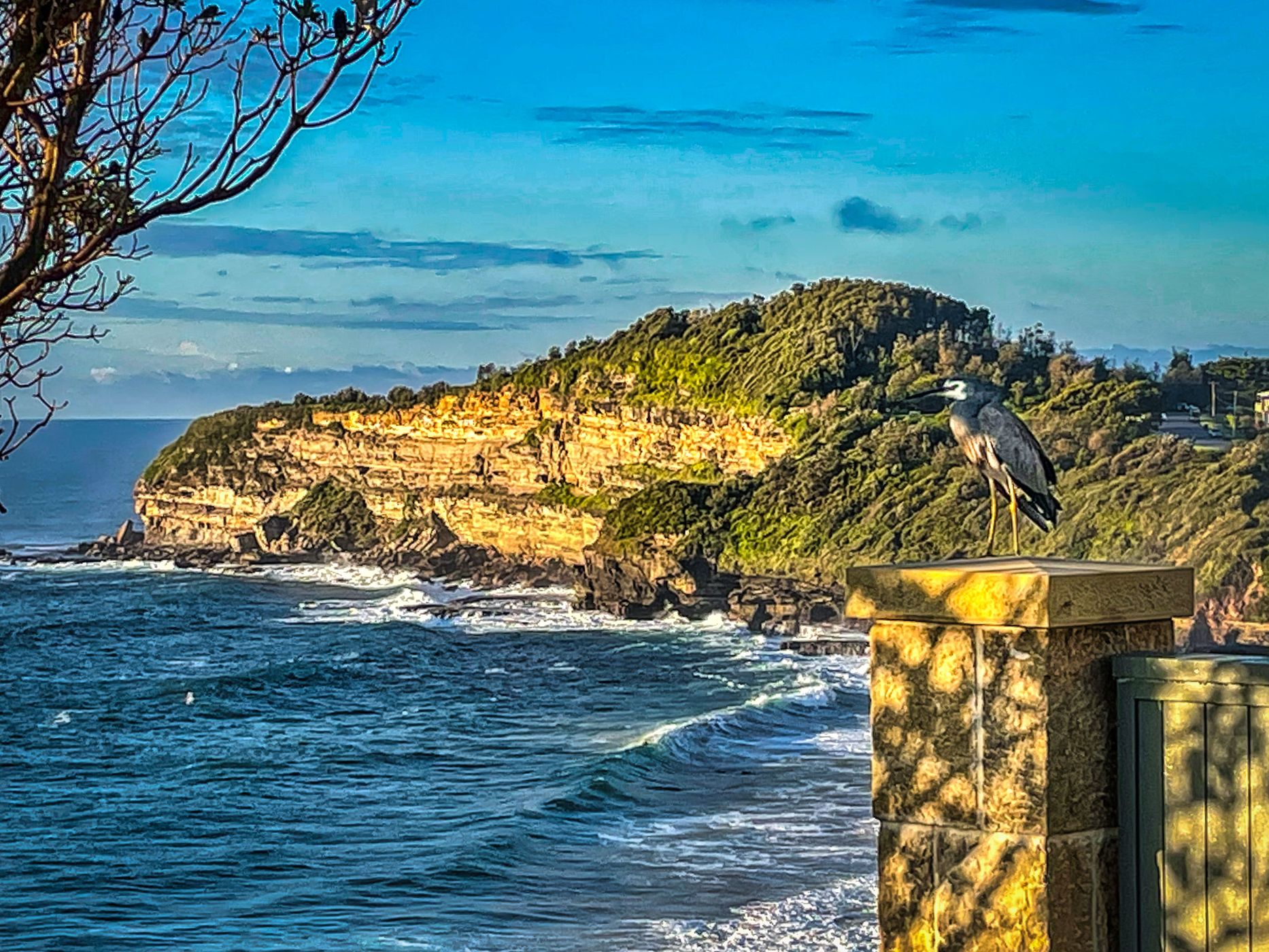 Heron taking in the view Warriewood, Sydney, New South Wales, Australia