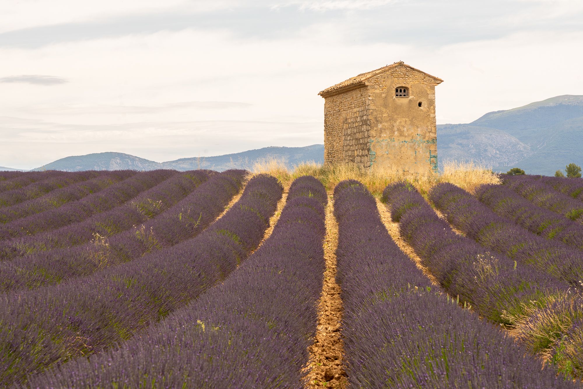 Lavender fields near Riez, France