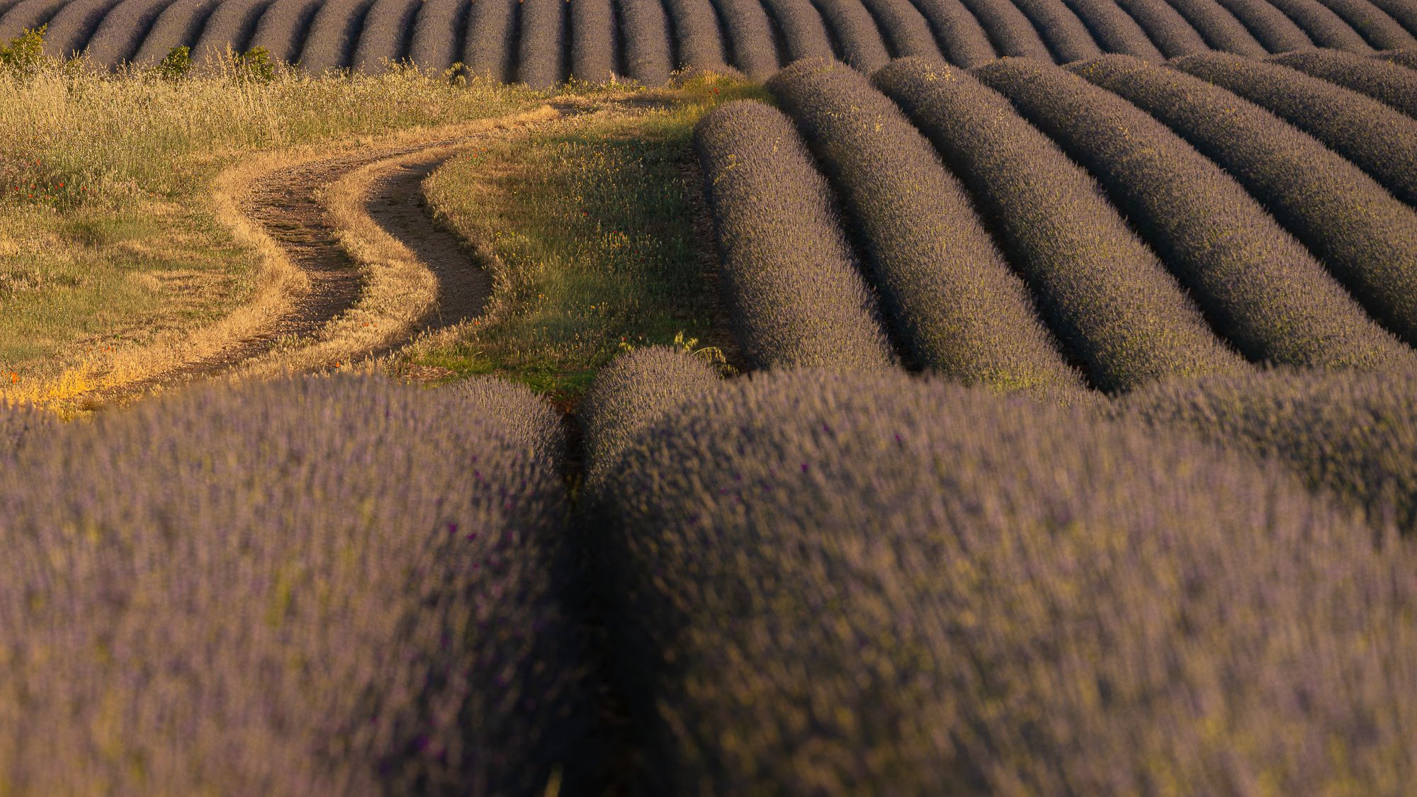 Lavender trail, France
