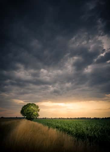 Lonley tree