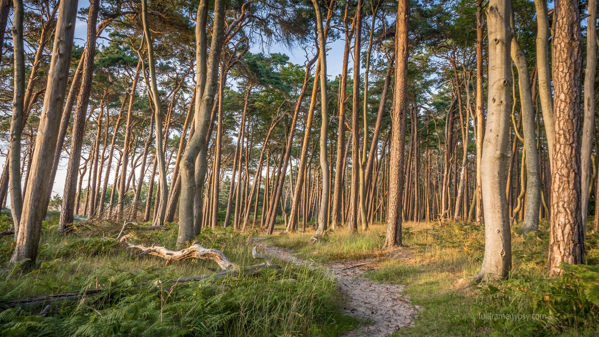 Mixed forest on the Westbeach, Germany