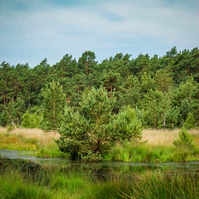 Moor pond at Heilsmoor, Germany