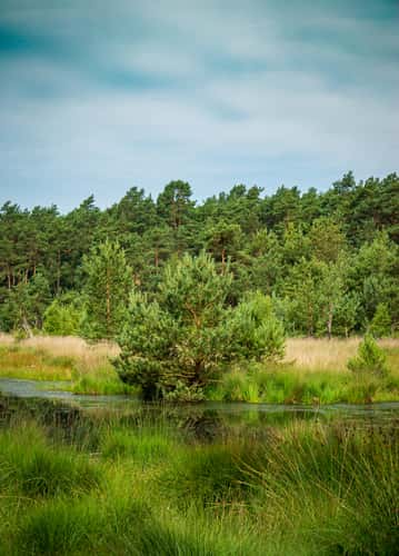 Moor pond at Heilsmoor