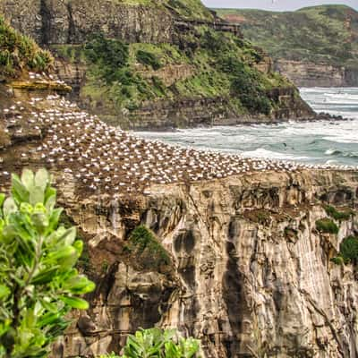 Muriwai Gannet Colony, Muriwai Beach, North Island, New Zealand