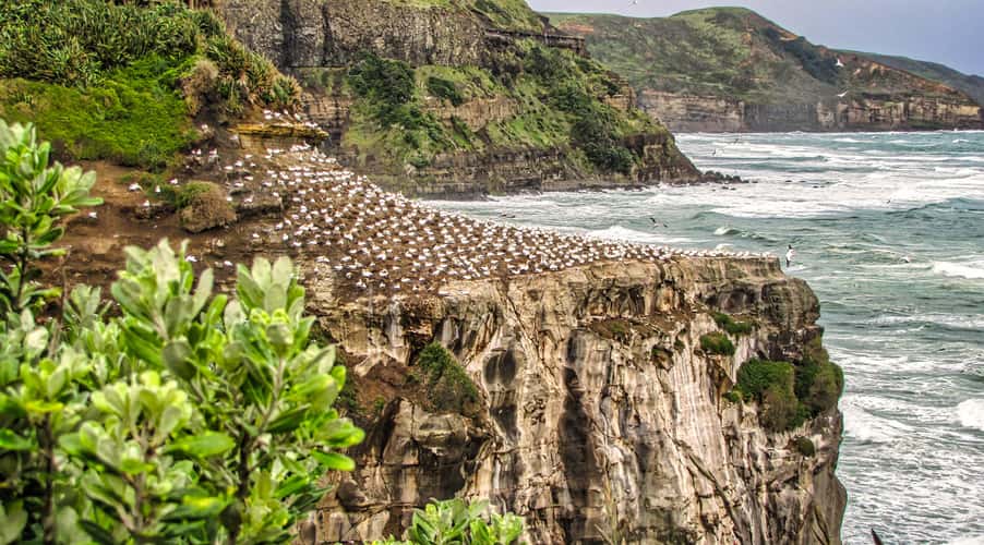Muriwai Gannet Colony, Muriwai Beach, North Island