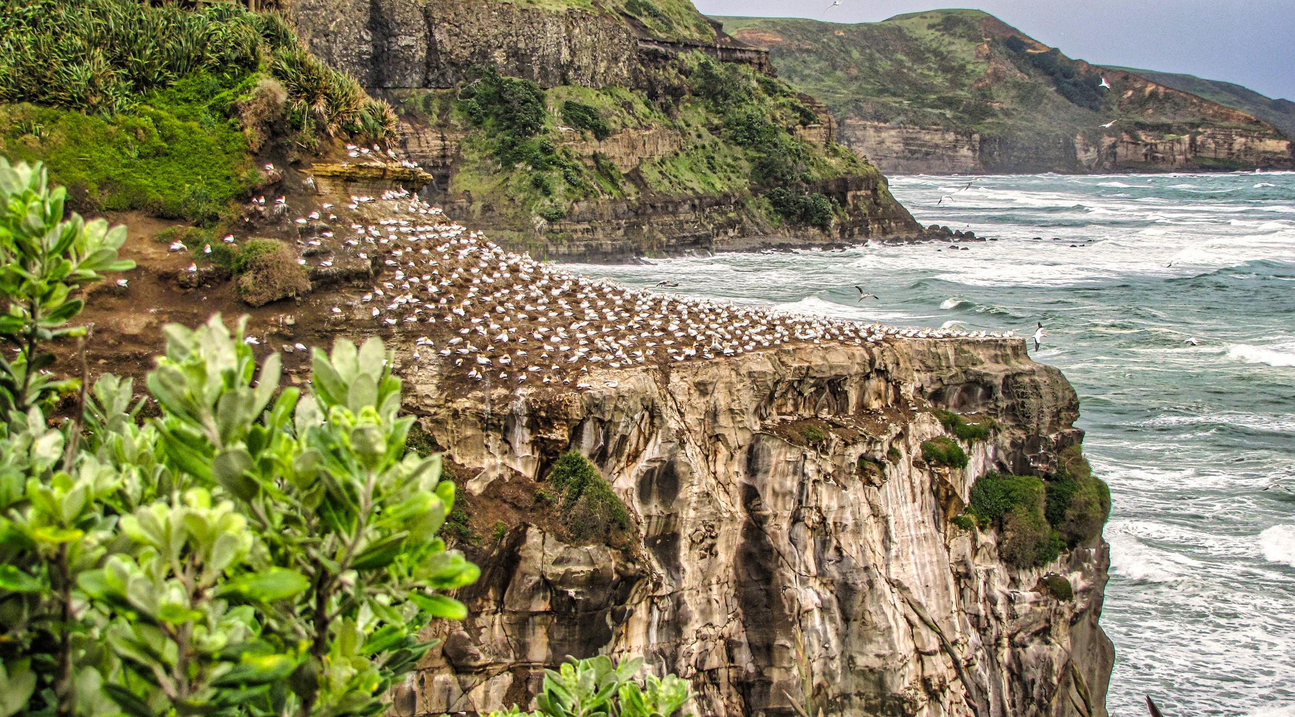 Muriwai Gannet Colony, Muriwai Beach, North Island, New Zealand