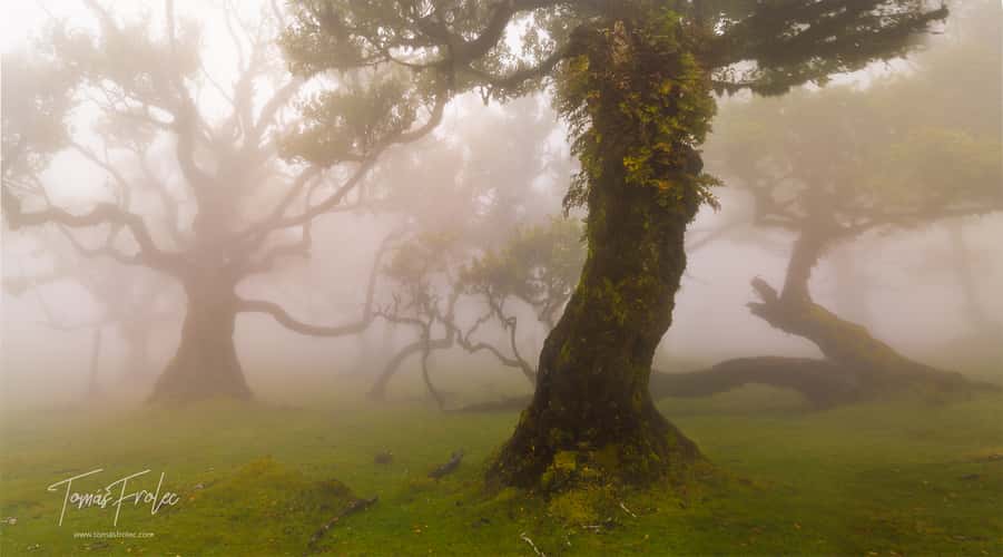 Fog Forest Fanal, Madeira