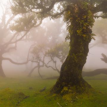 Posto Florestal Fanal, Portugal