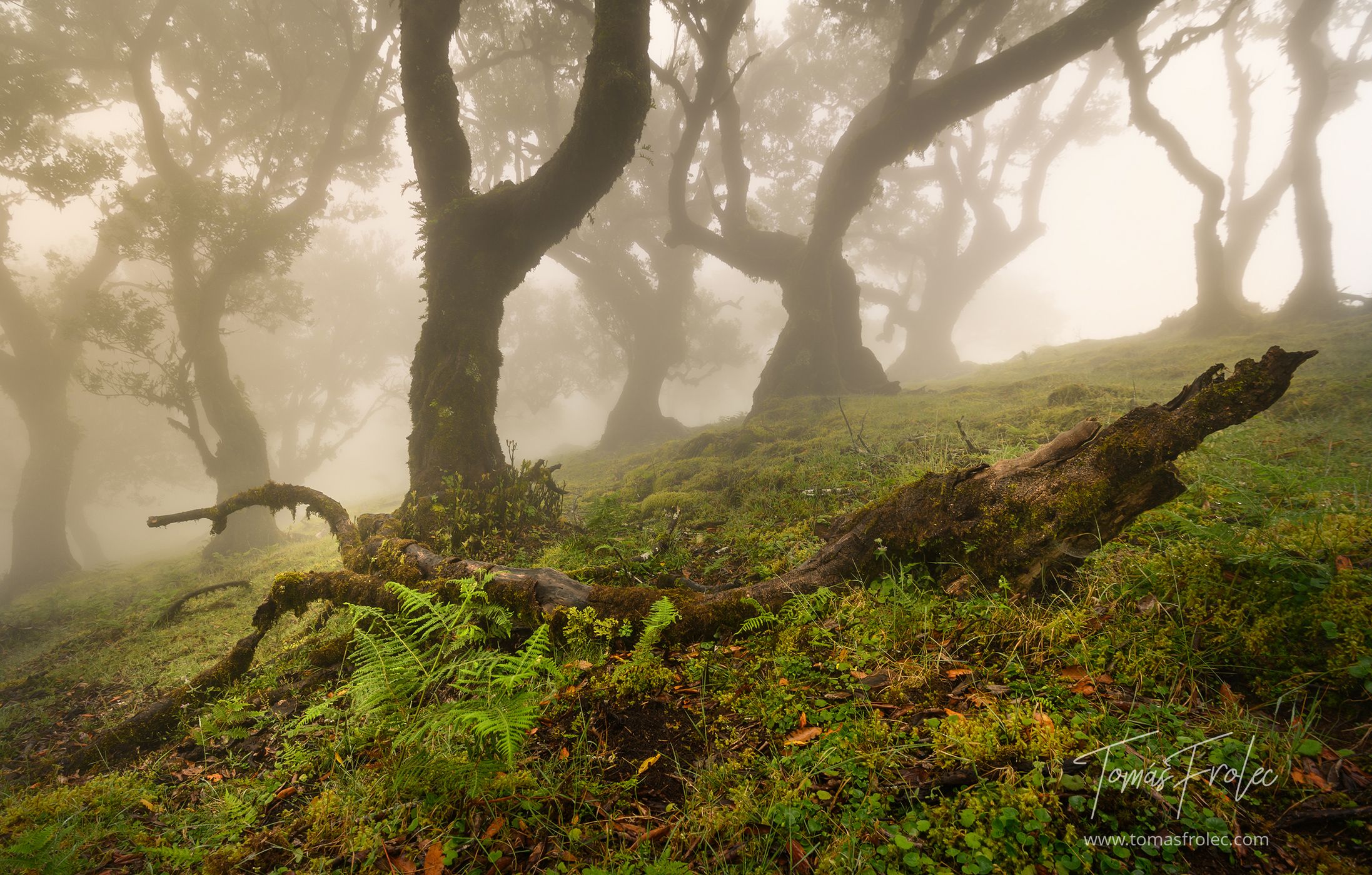 Fog Forest Fanal, Madeira, Portugal