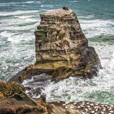 Sea Stack, Gannet Colony, Muriwai, North Island, New Zealand