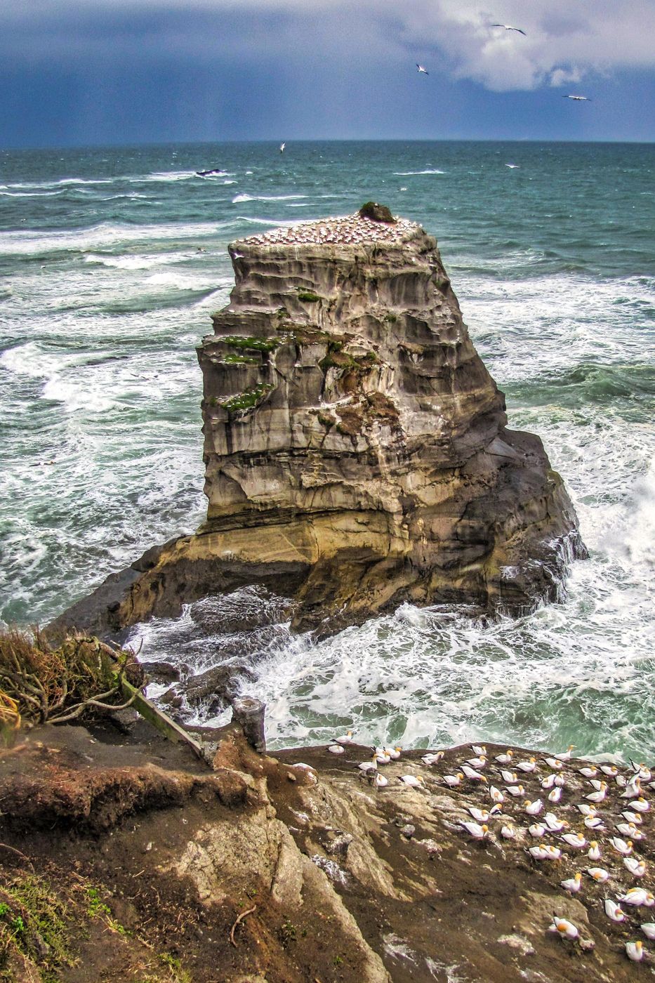 Sea Stack, Gannet Colony, Muriwai, North Island, New Zealand