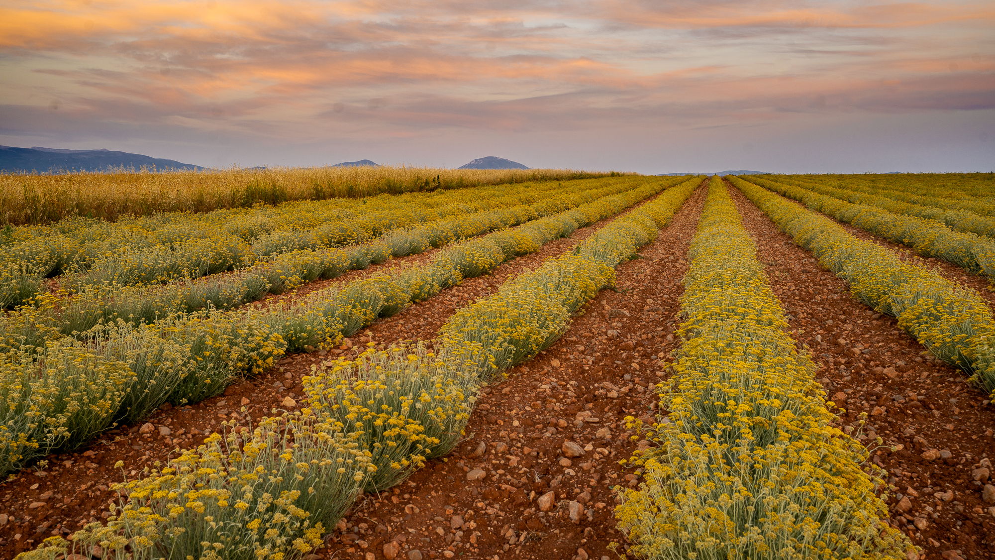 Sunset Valensole, France