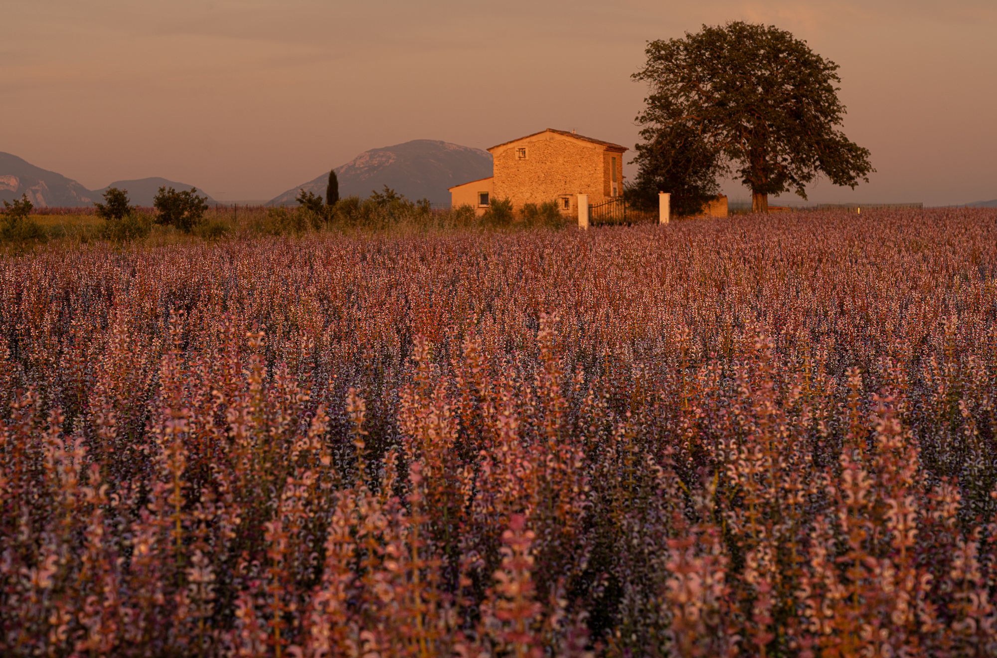 Valensole Mas, France