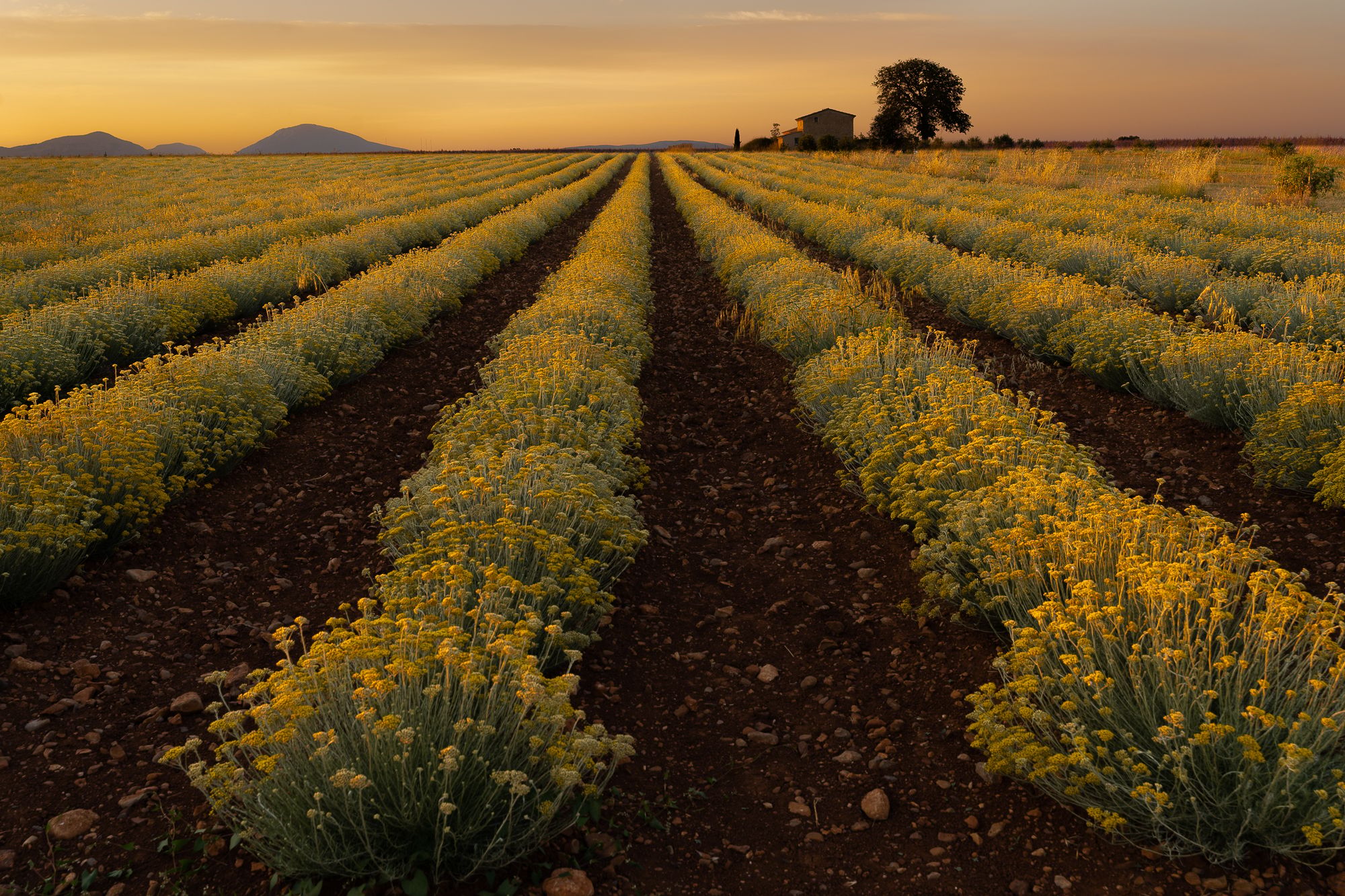 Valensole Mas, France