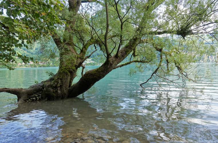 Walensee, Weesen