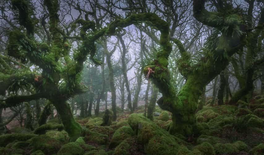 Wistman Woods