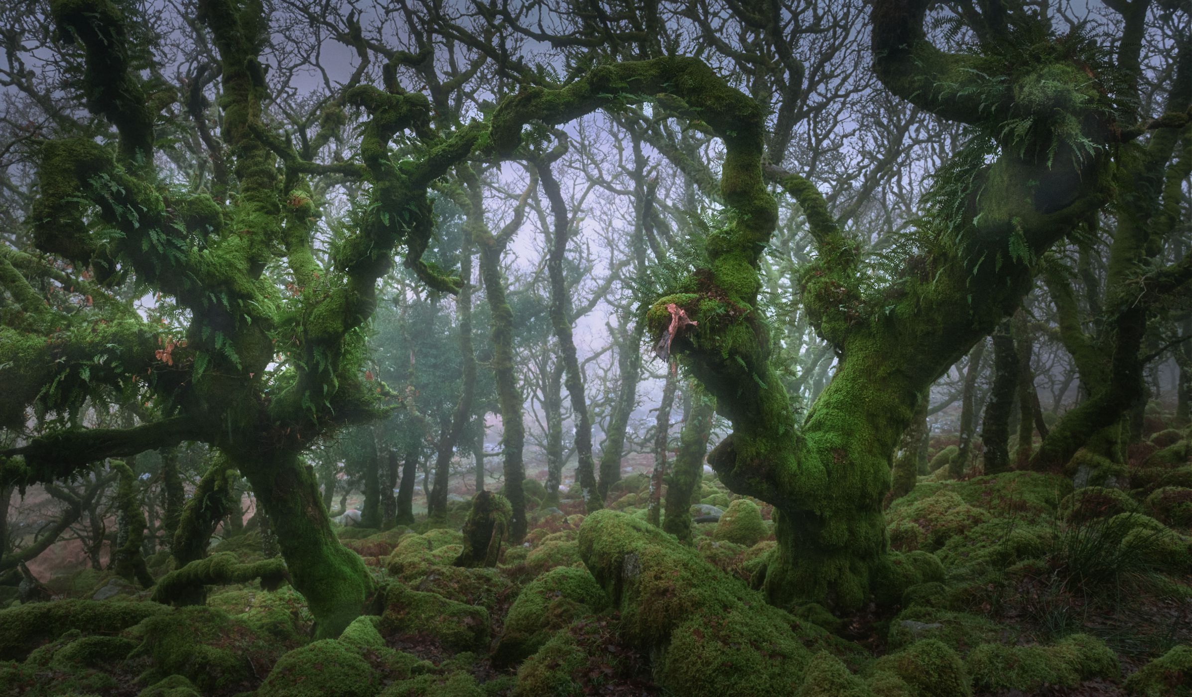 Wistman Woods, United Kingdom