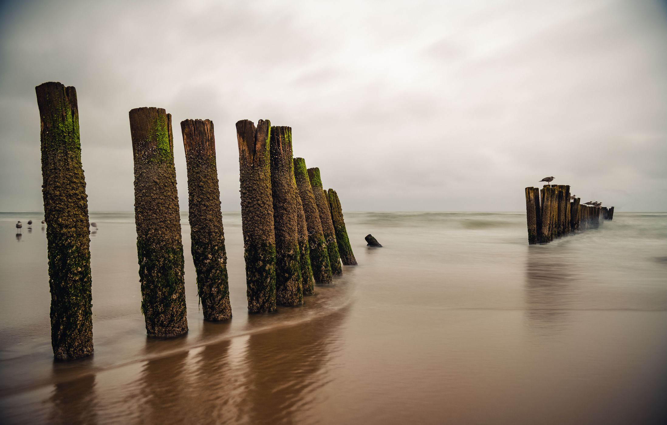 Beach poles, Netherlands