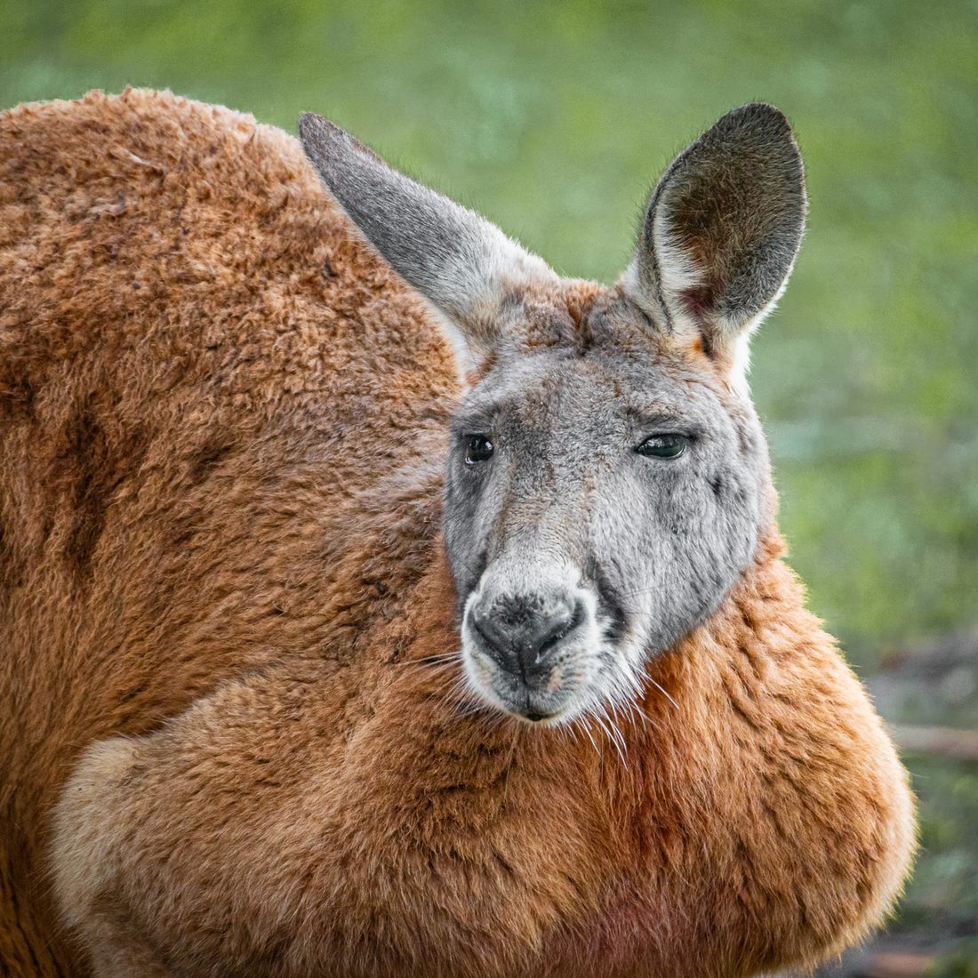 Australian Native Animals at Cleland Conservation Park, Australia