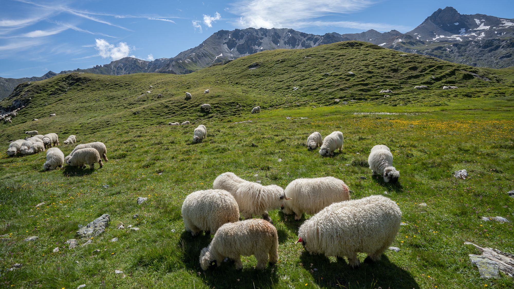 Black nose sheep breakfast, Switzerland
