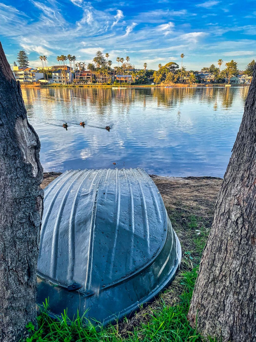 Boat Ducks Narrabeen Lagoon, Sydney, New South Wales, Australia