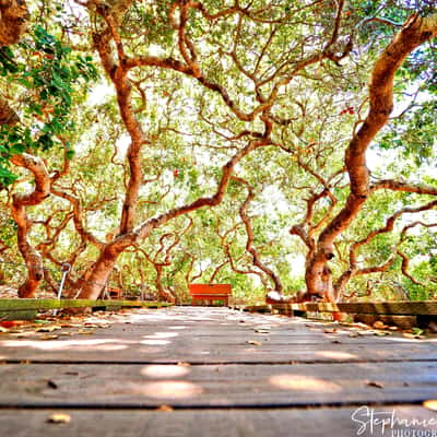 ELFIN FORREST, USA