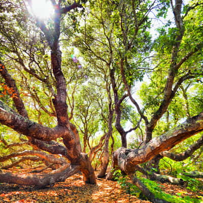 ELFIN FORREST, USA