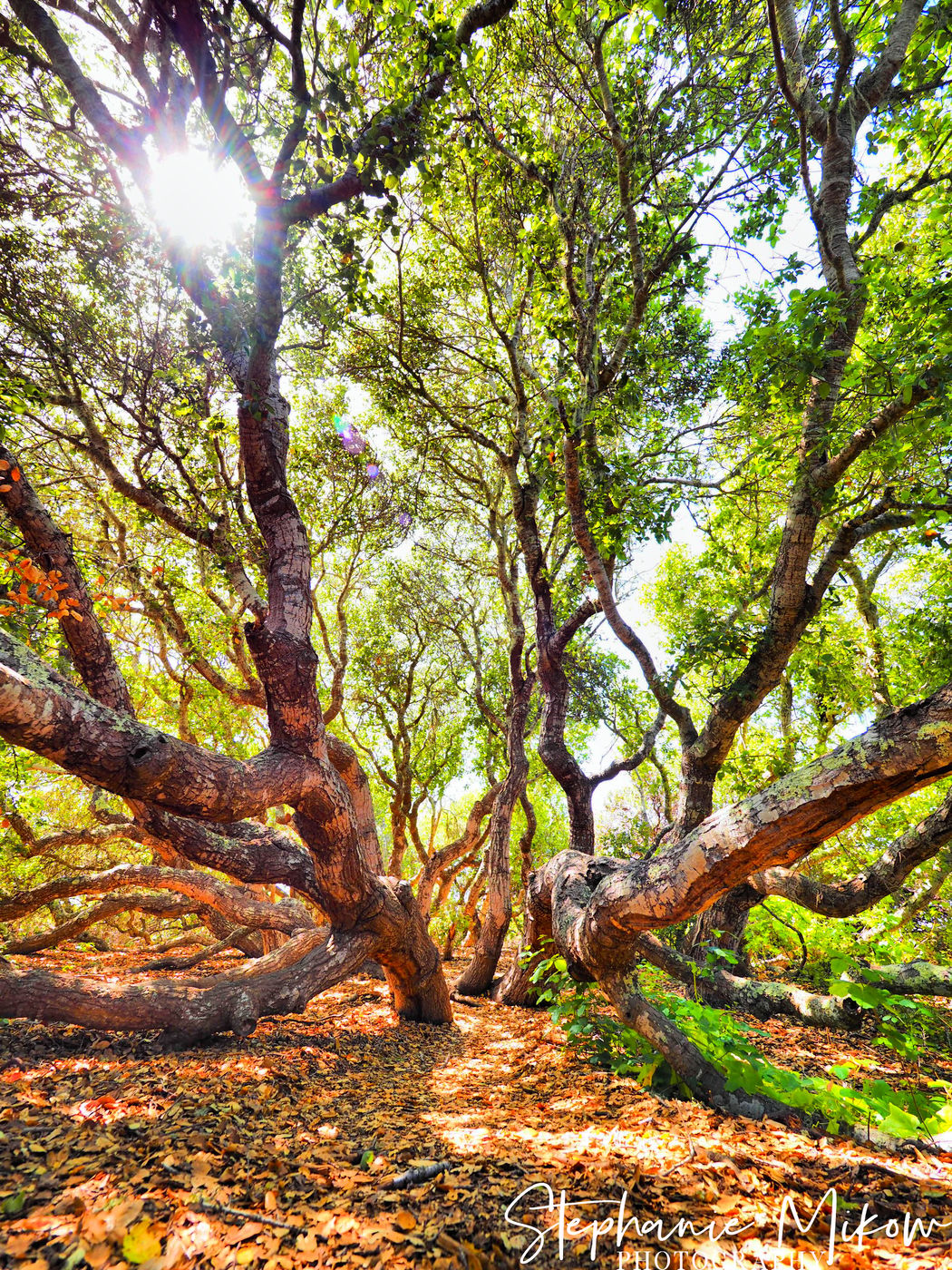 ELFIN FORREST, USA