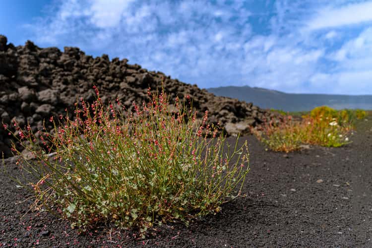 Etna North