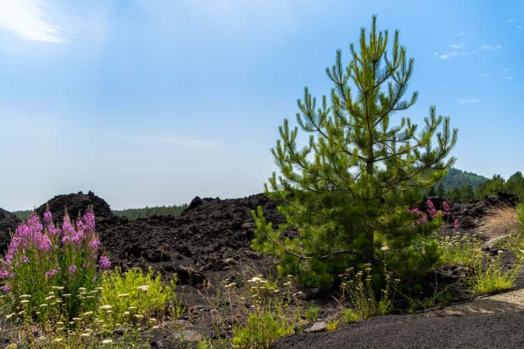 Etna North