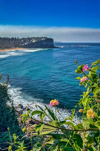 Flower Bungan Beach, & Headland, Northern Beaches, Sydney