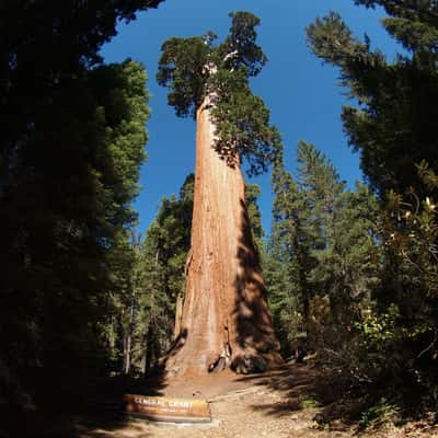 General Grant Tree, USA