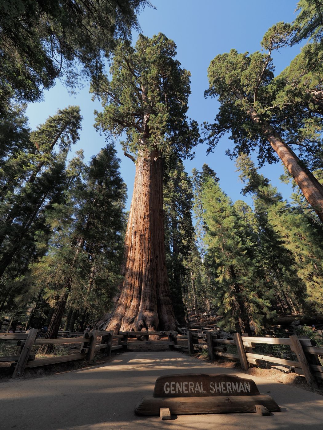 General Sherman Tree, USA