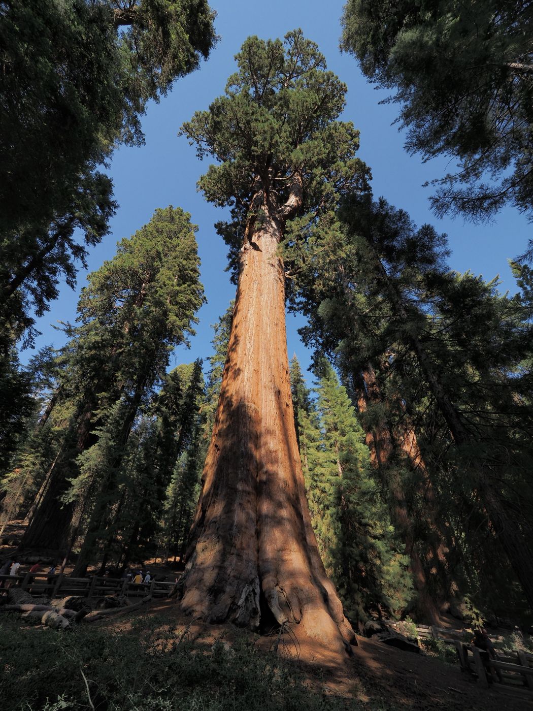 General Sherman Tree, USA