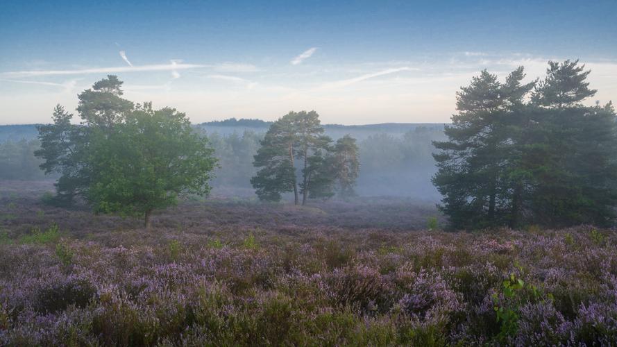Heather and fog in hilly ground