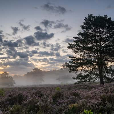 Heather and fog in hilly ground, Germany