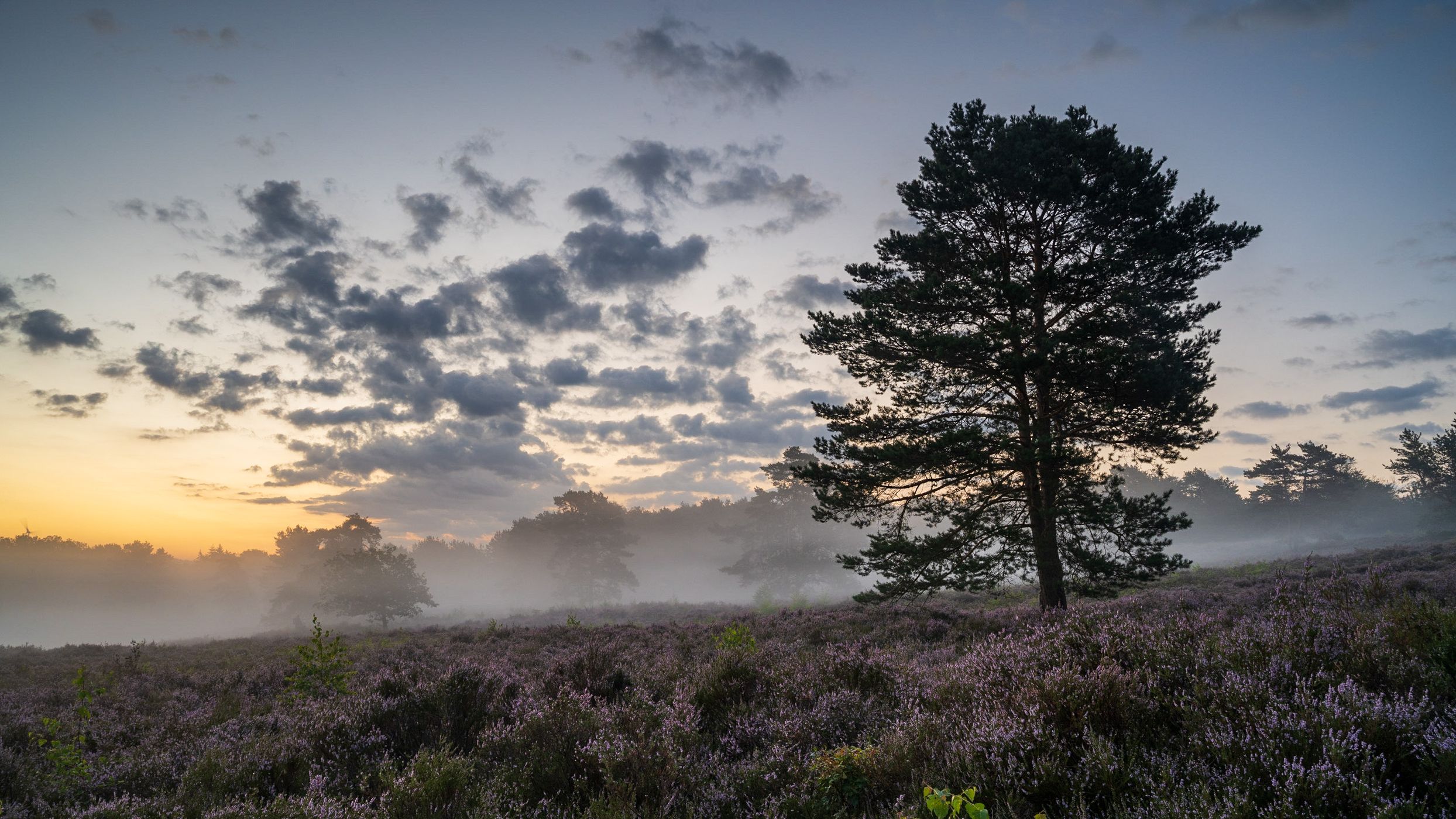 Heather and fog in hilly ground, Germany