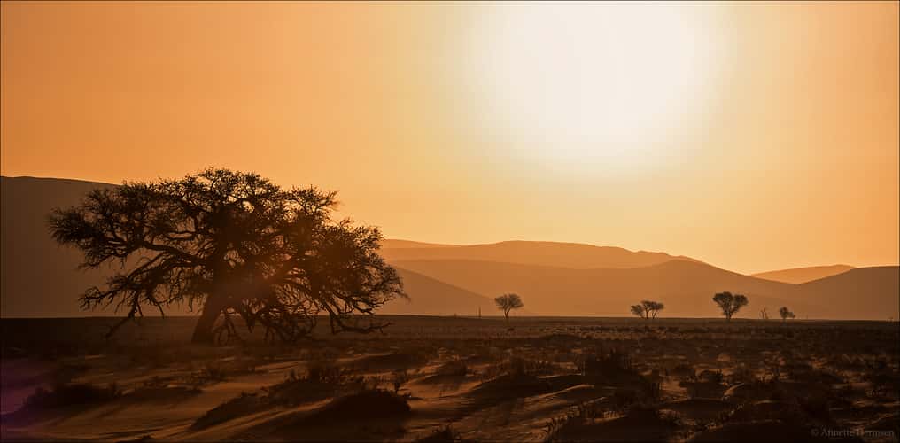 Namib sunset