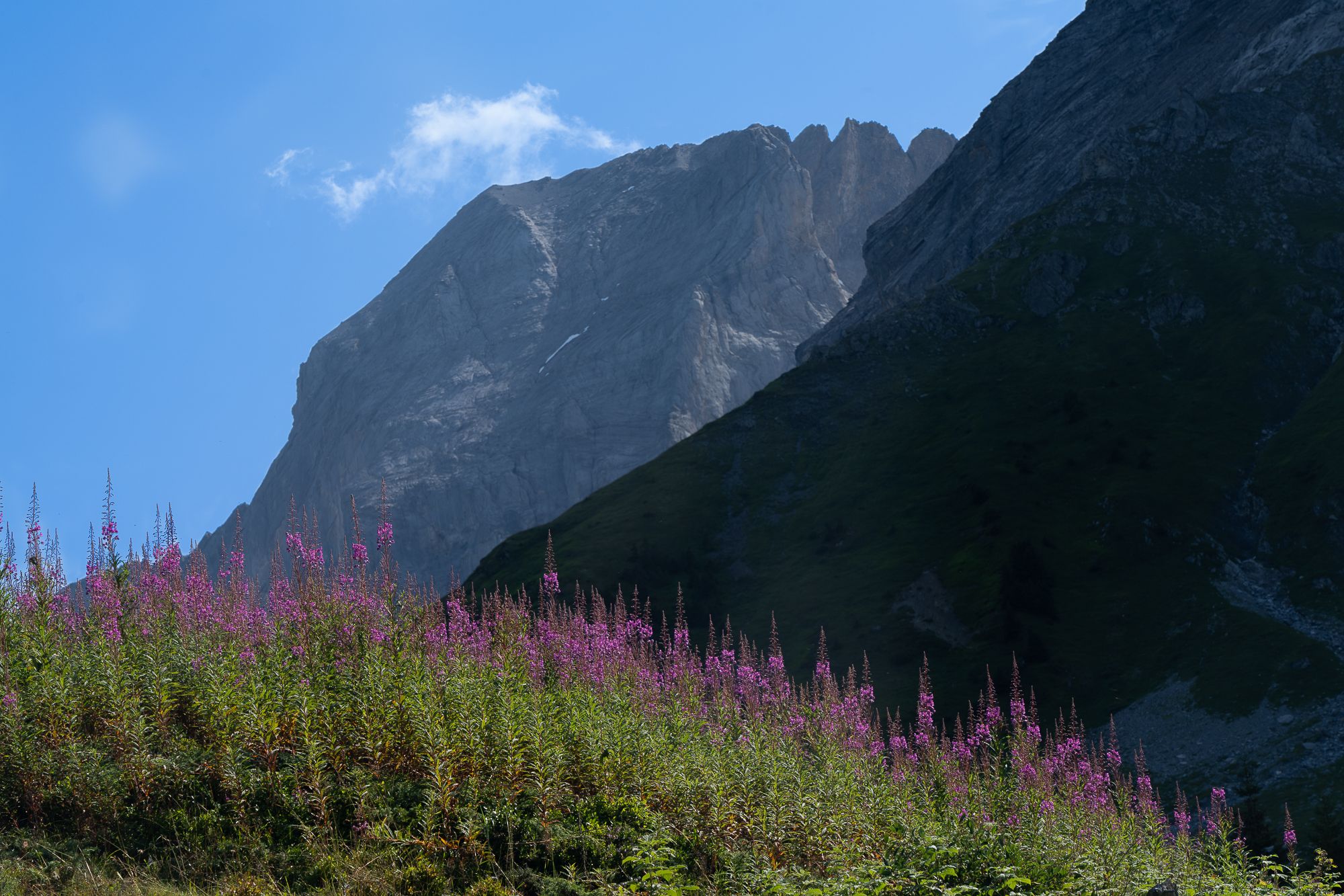 natural flowers (Epilobe à feuilles étroites), Switzerland