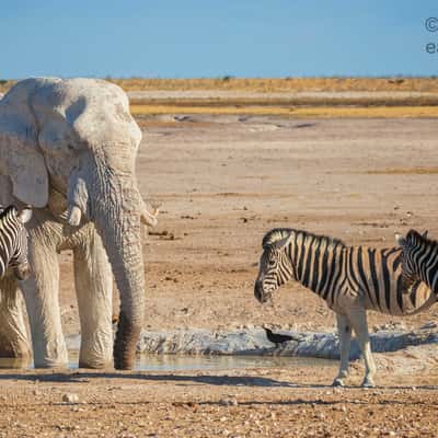 Nebrownii Waterhole, Etosha, Namibia