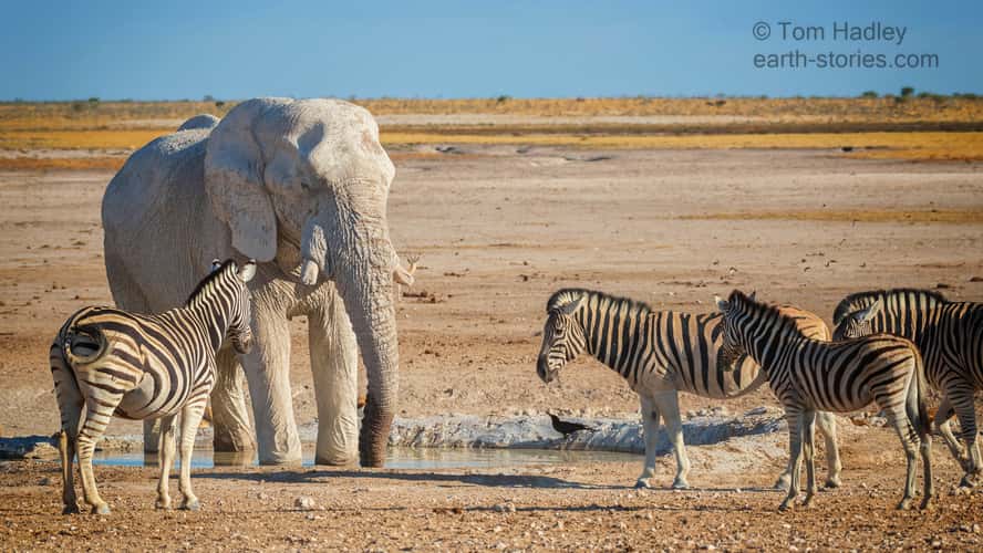 Nebrownii Waterhole, Etosha