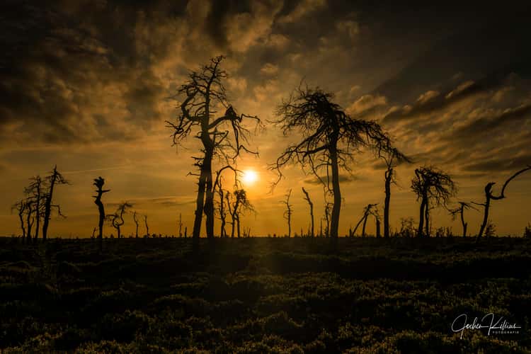 Noir Flohay