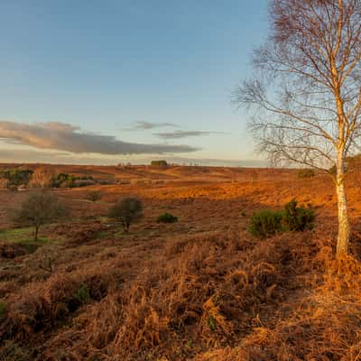 Rockford Common, United Kingdom