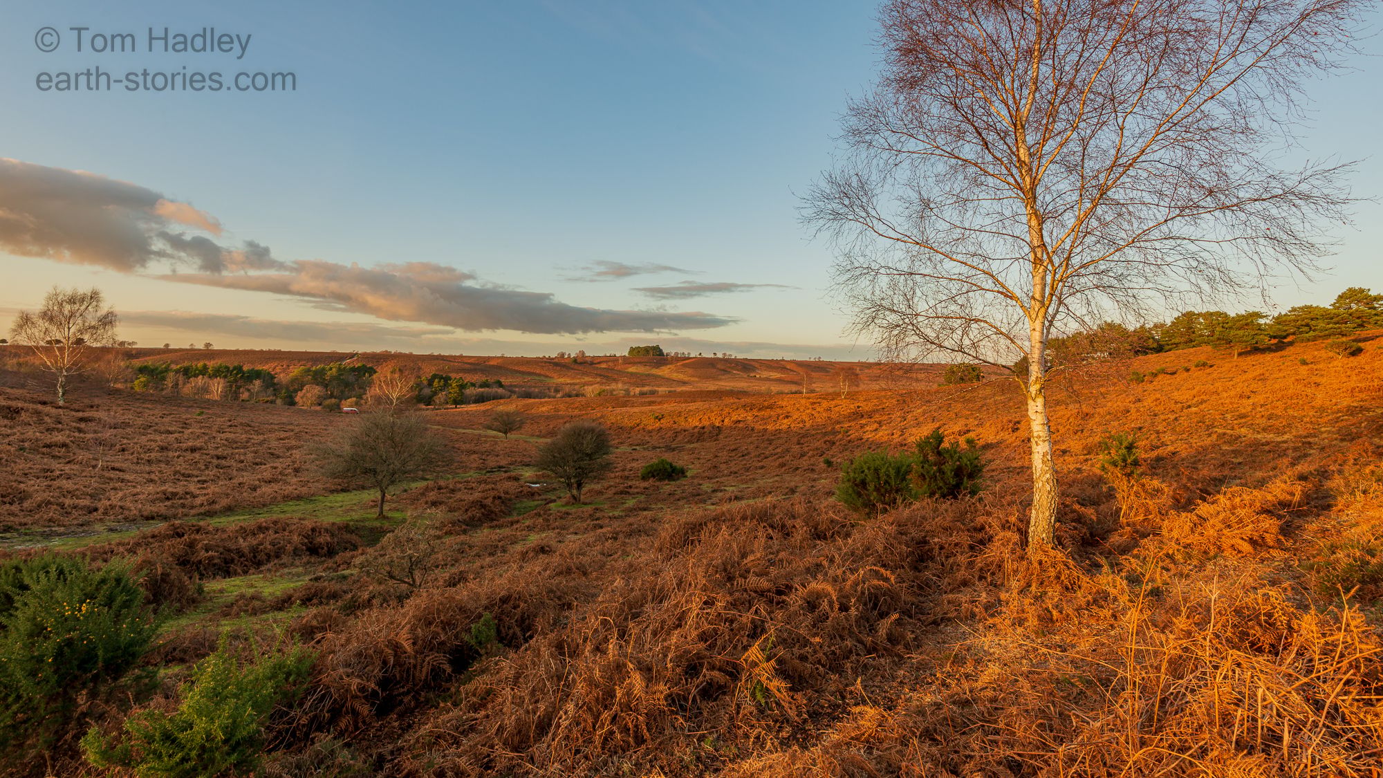 Rockford Common, United Kingdom