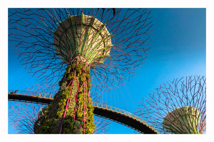 Supertree Grove - Gardens by the bay, Singapore