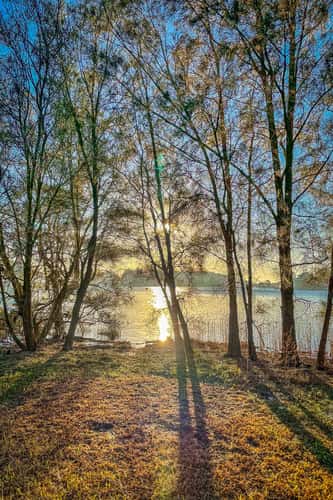 Sunrise through the trees Narrabeen Lagoon, Sydney, NSW