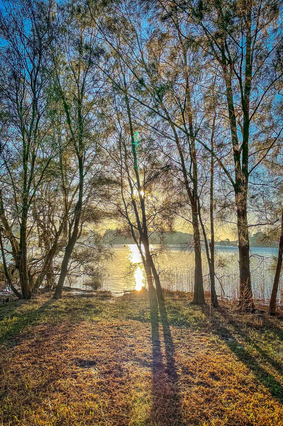 Sunrise through the trees Narrabeen Lagoon, Sydney, NSW, Australia
