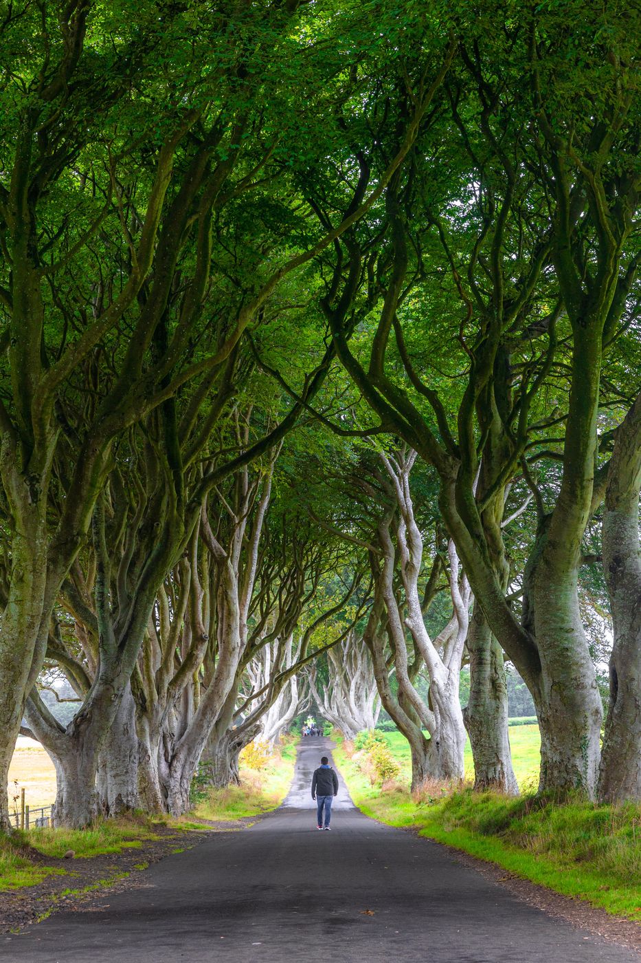 The Dark Hedges (Road), United Kingdom